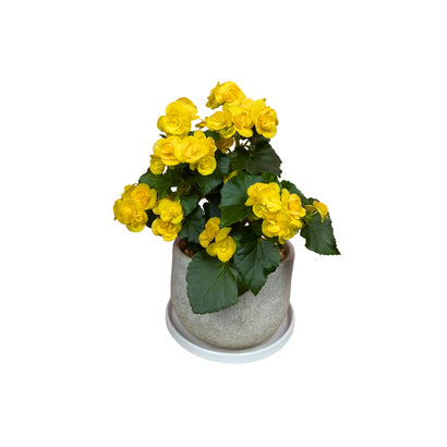 Begonia ceramica