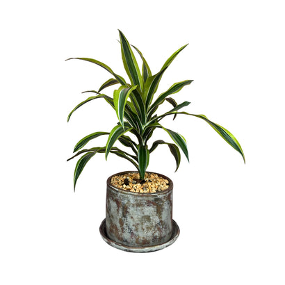 Warneki en ceramica