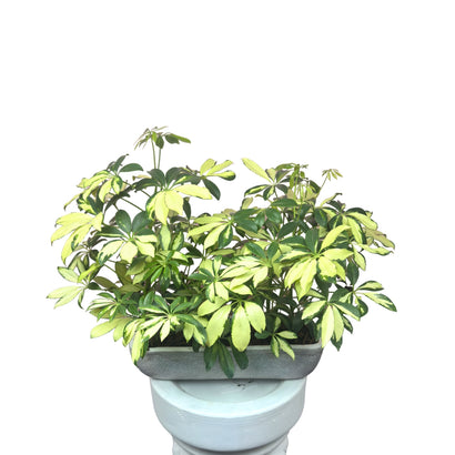 Jardinera con aralia viñegada