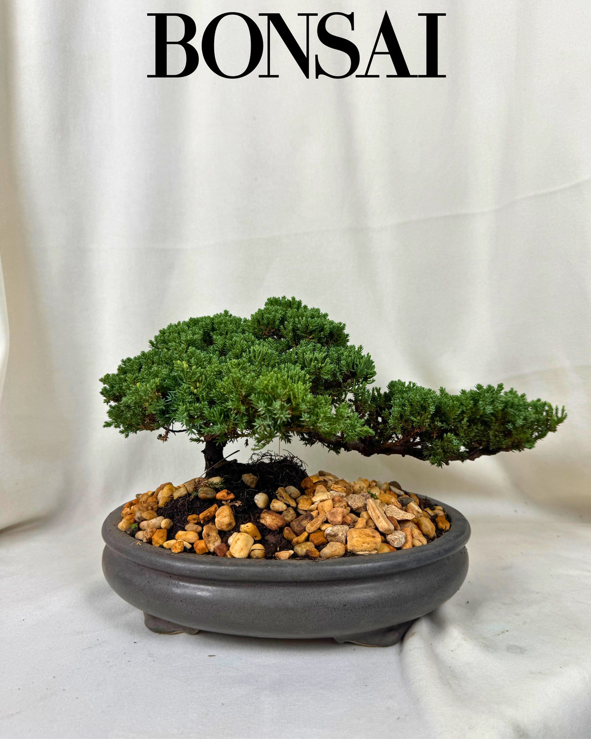 Bonsai Jasan