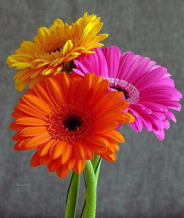 Gerberas