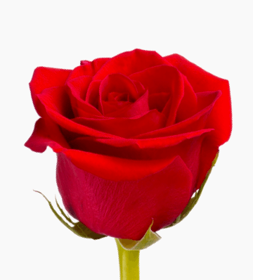 Rosas