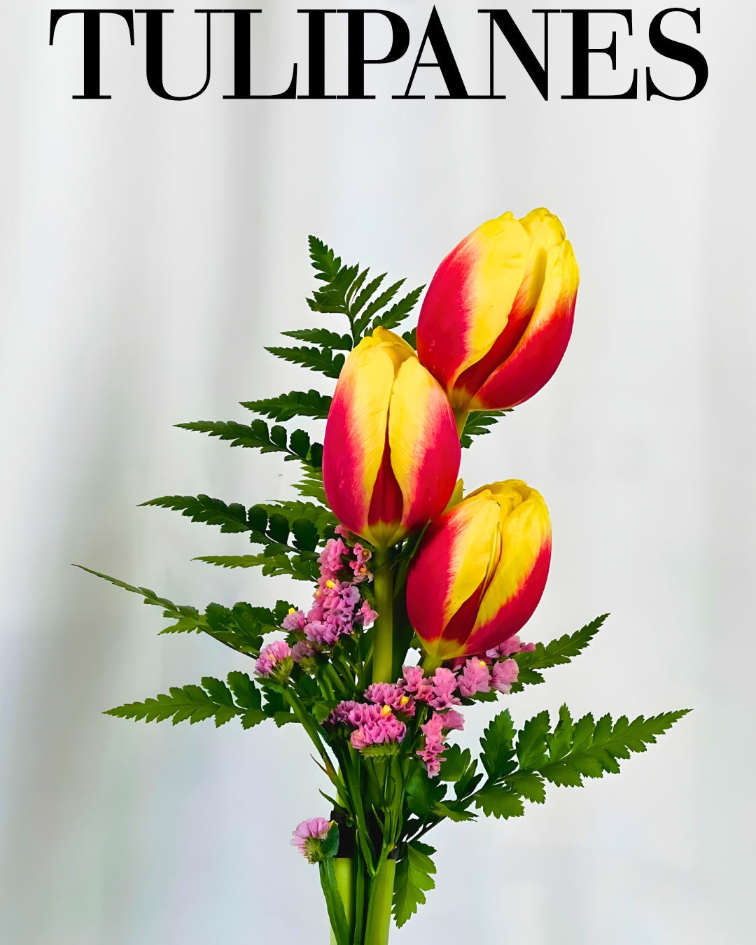 Tulipanes