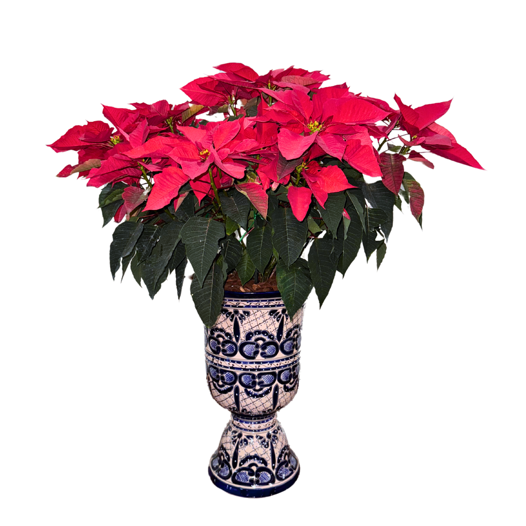 Gran Copa de Talavera con Nochebuenas