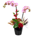 Orquidea doble cerámica negra