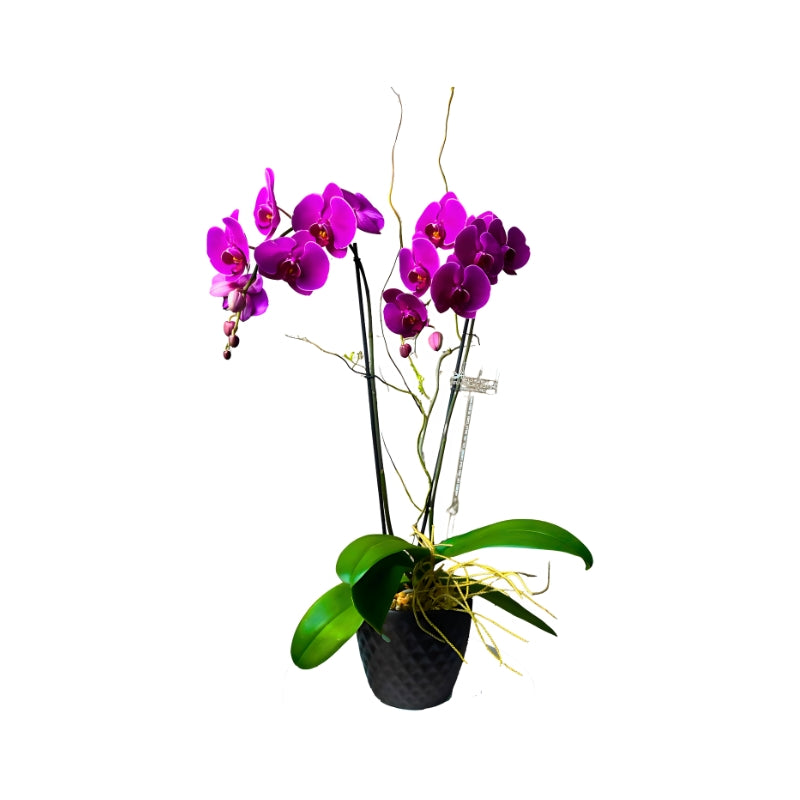 Orquídea ceramica moderna