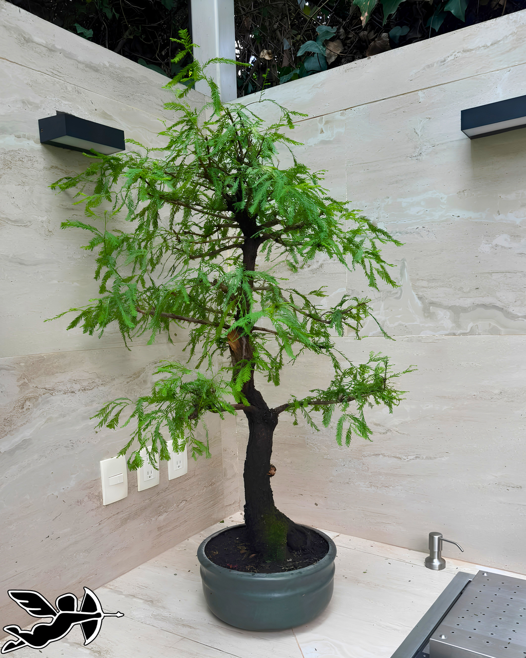Bonsai Ahuehute colección