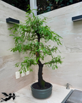Bonsai Ahuehute colección