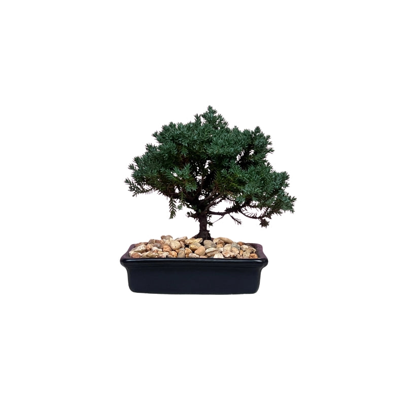 Bonsai Mini Junipero