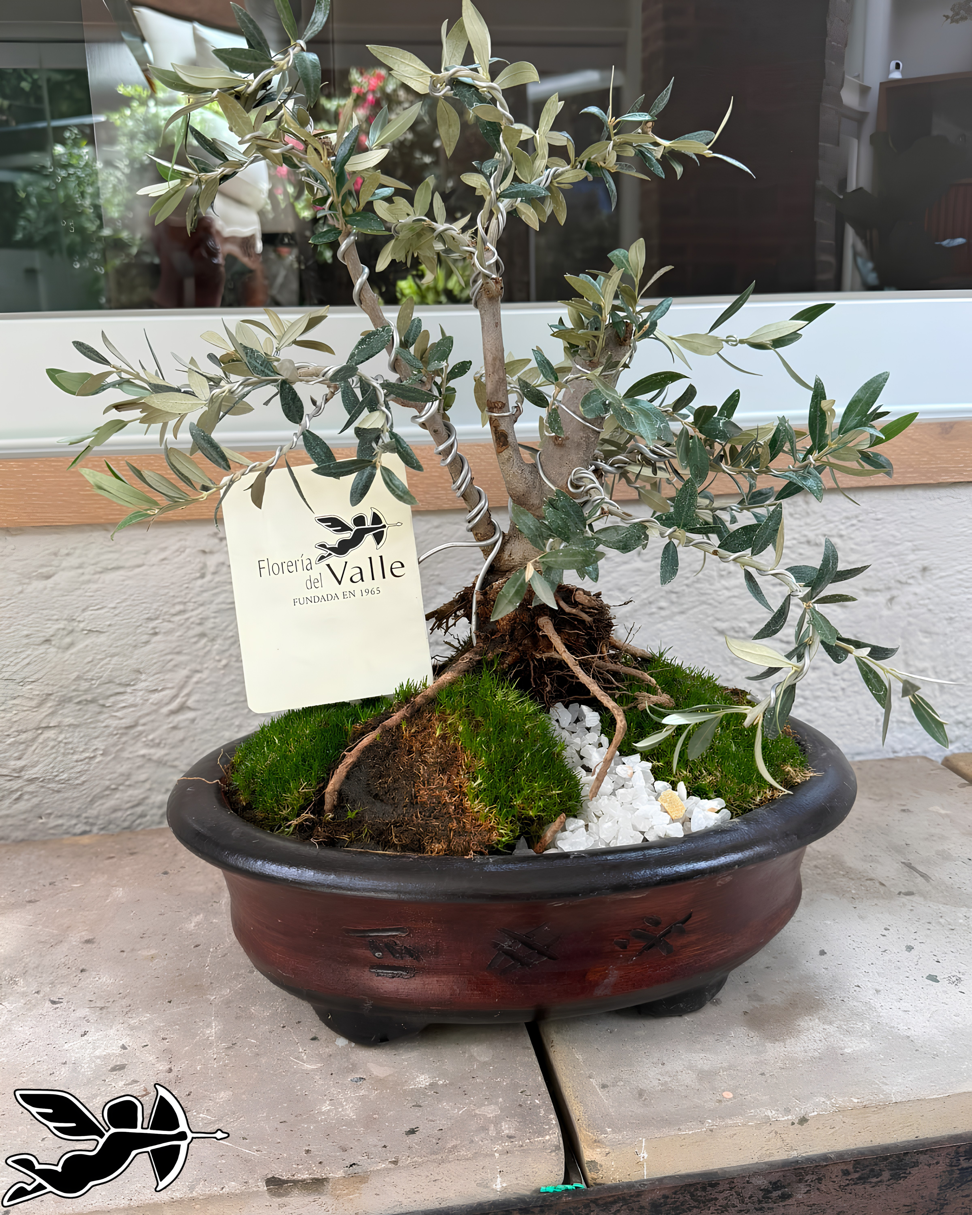 Bonsai olivo
