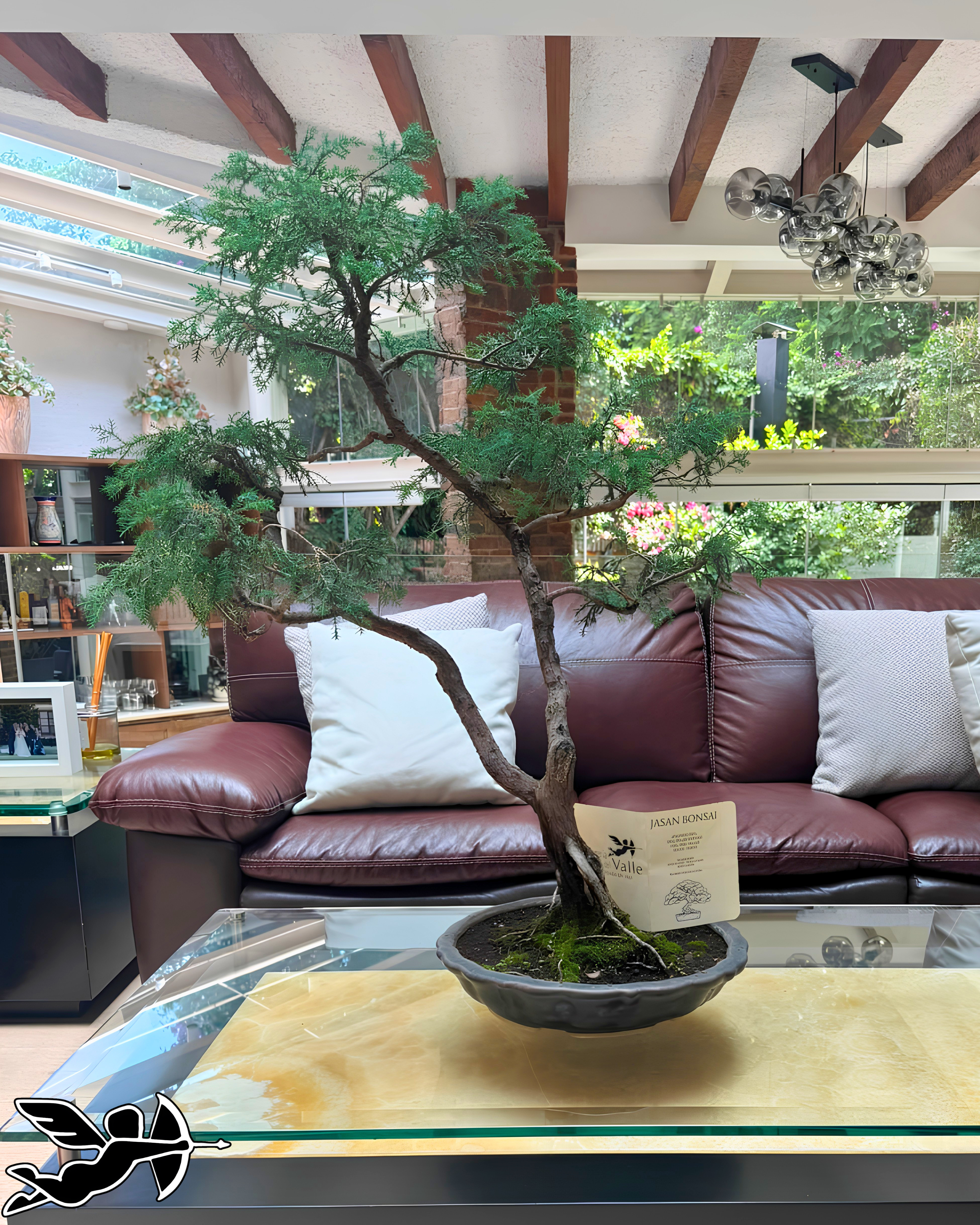 Bonsai Junipero “Barrido por el viento”