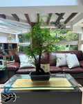 Bonsai ahuehuete