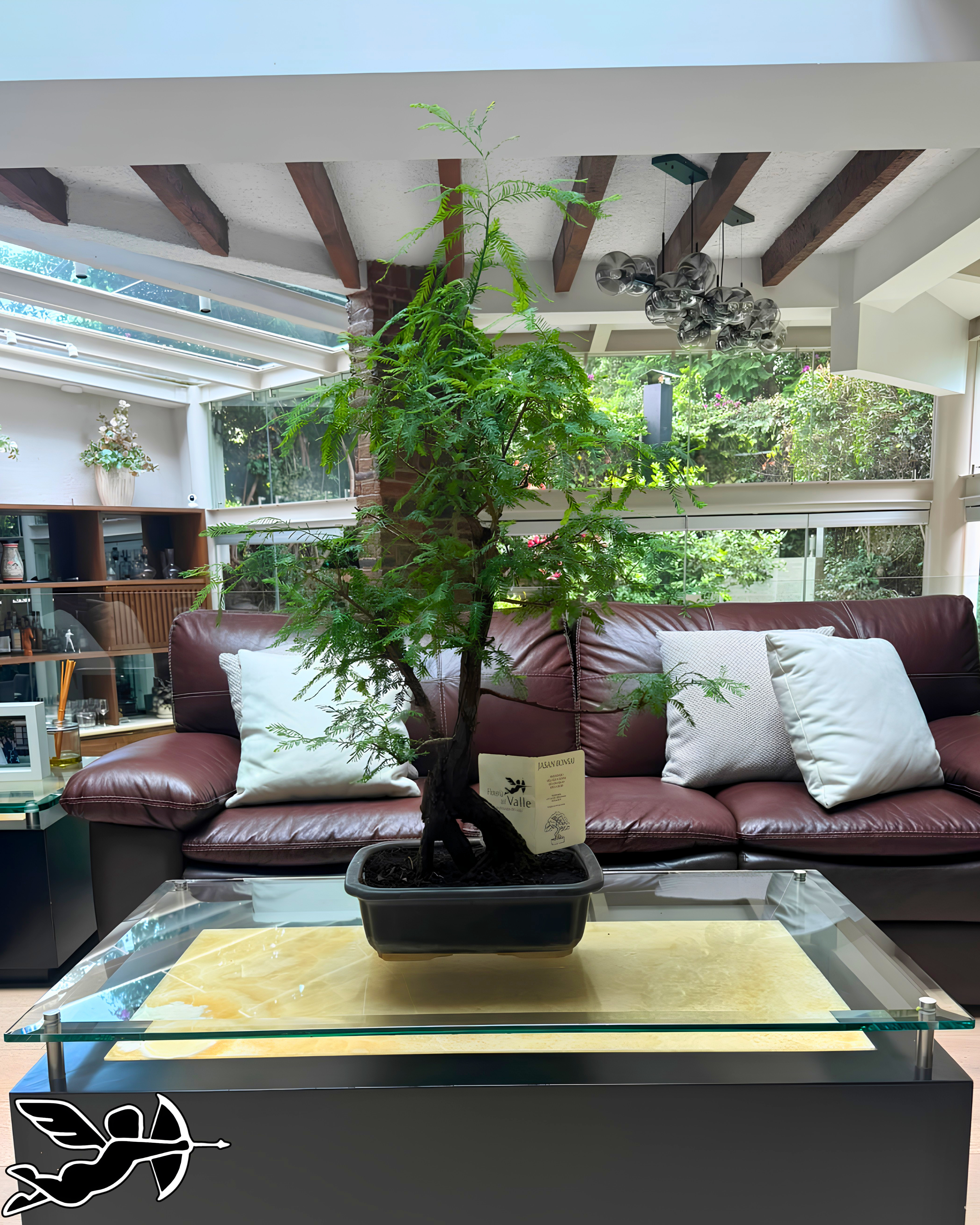 Bonsai ahuehuete