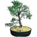 Bonsai Junipero 32 años