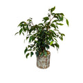 Ficus en ceramica