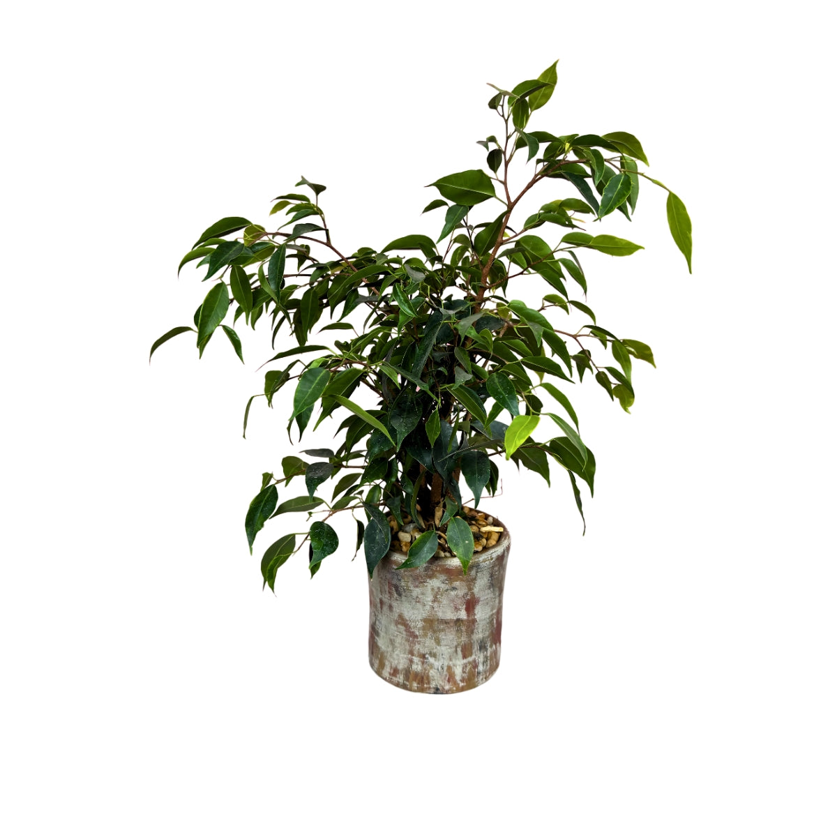Ficus en ceramica