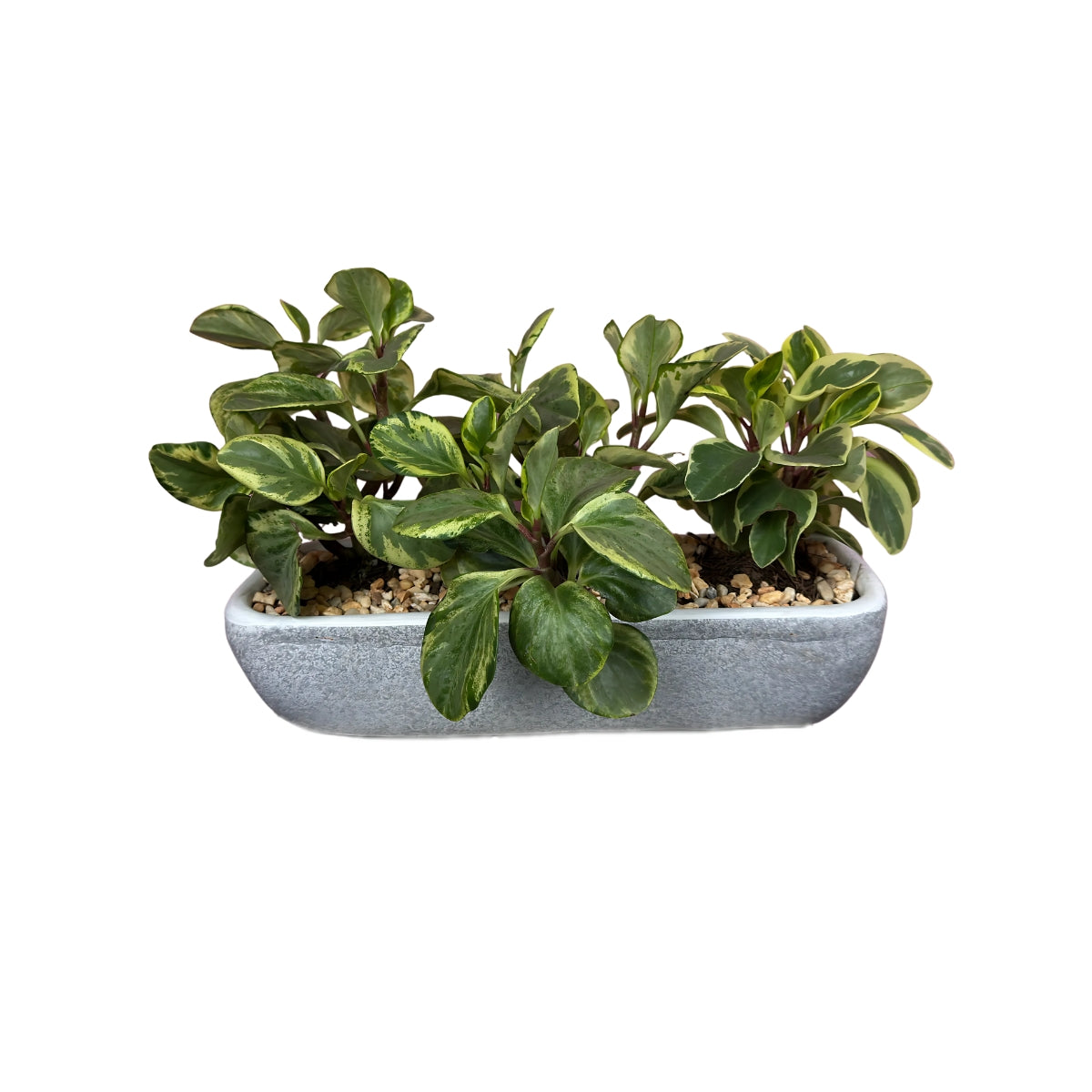 Jardinera con peperonias