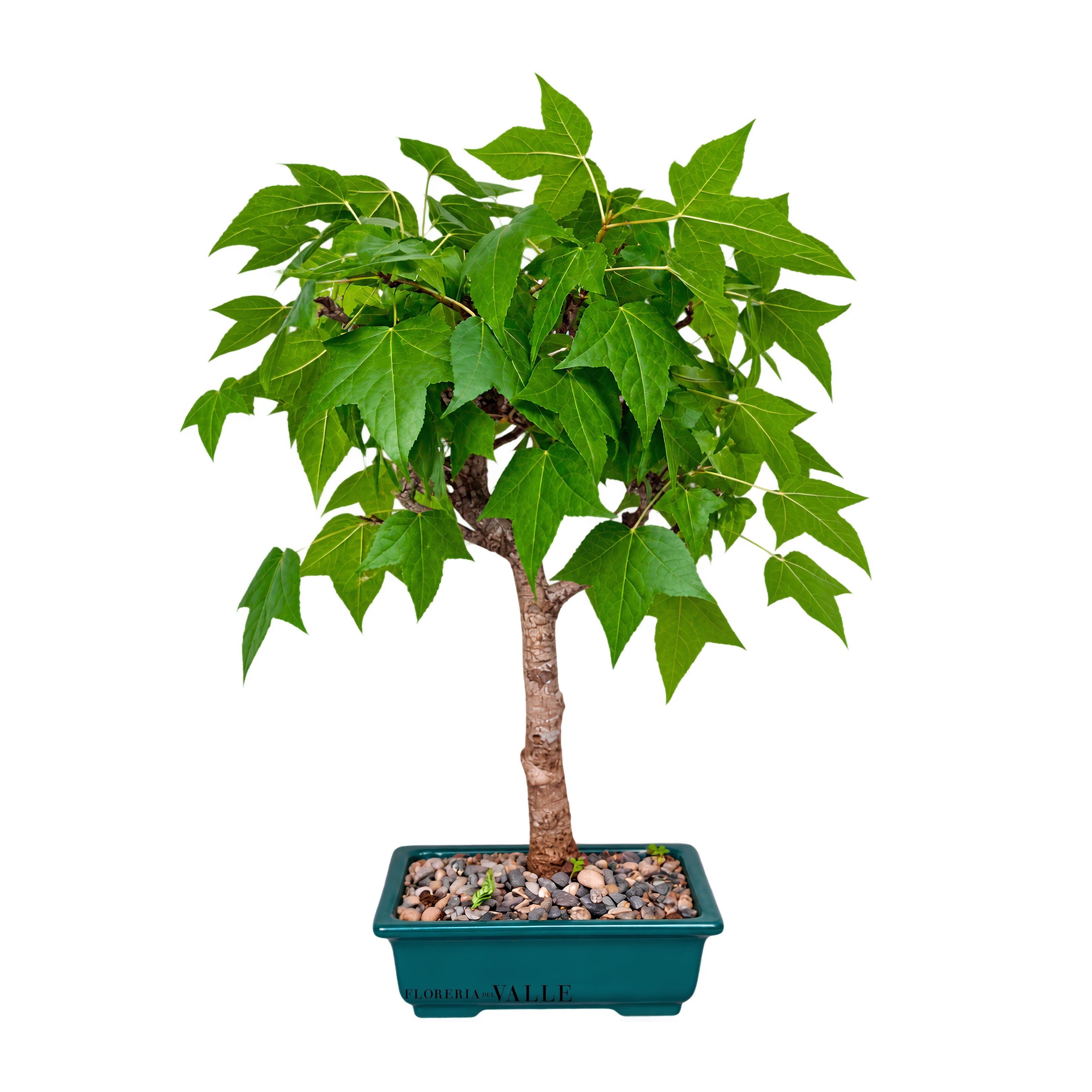 Bonsai Liquidamba 8 años