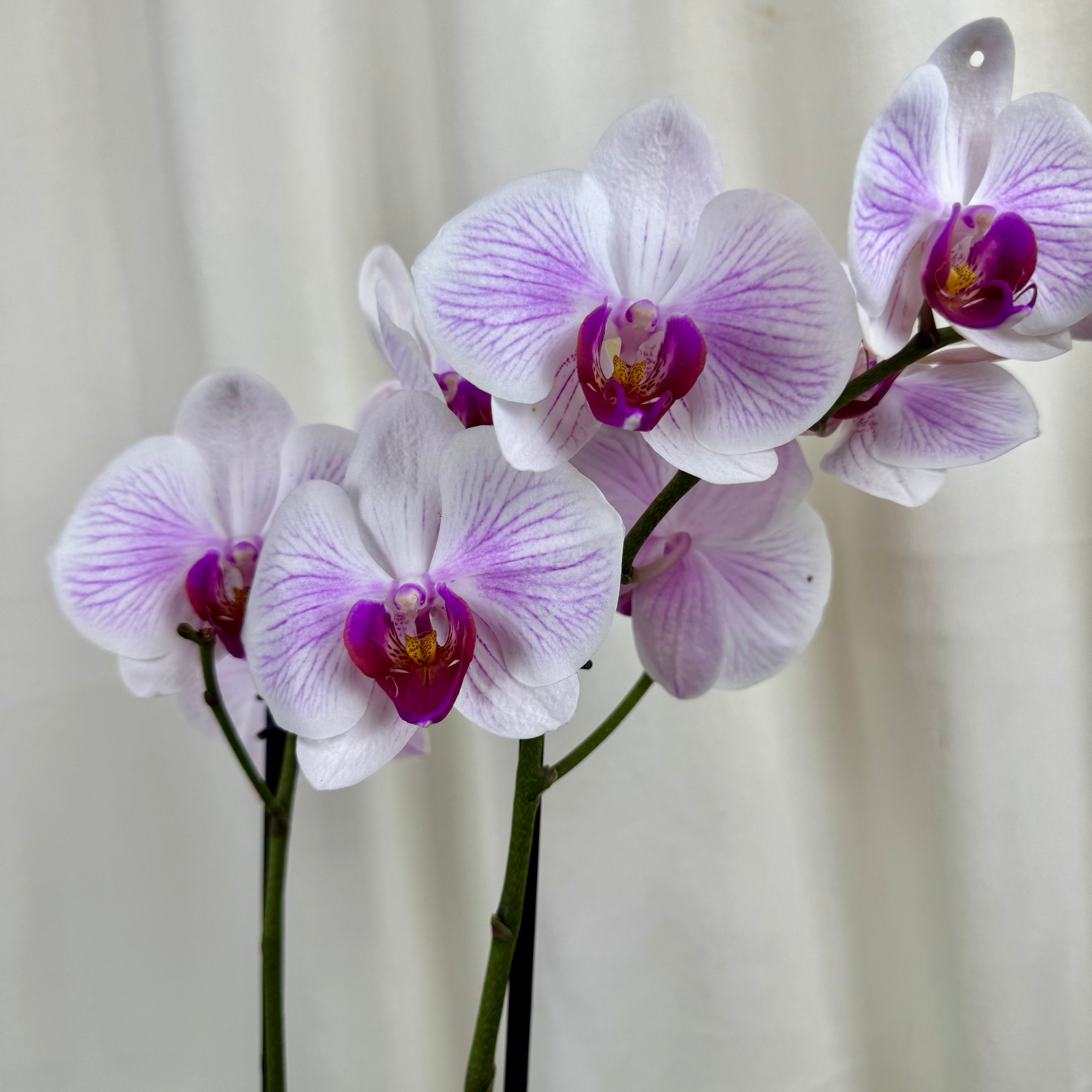Orquidea cerámica negra
