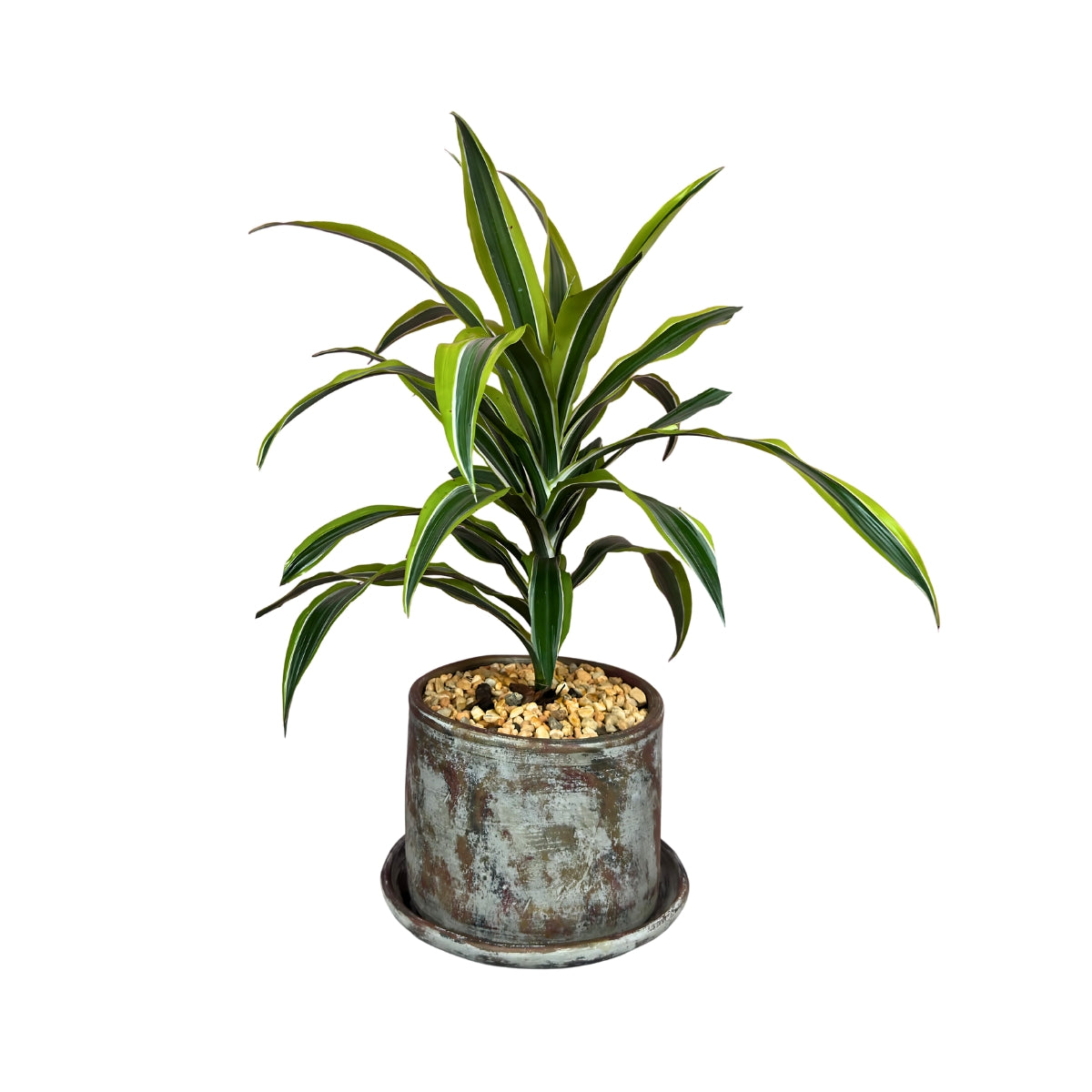 Warneckii en ceramica