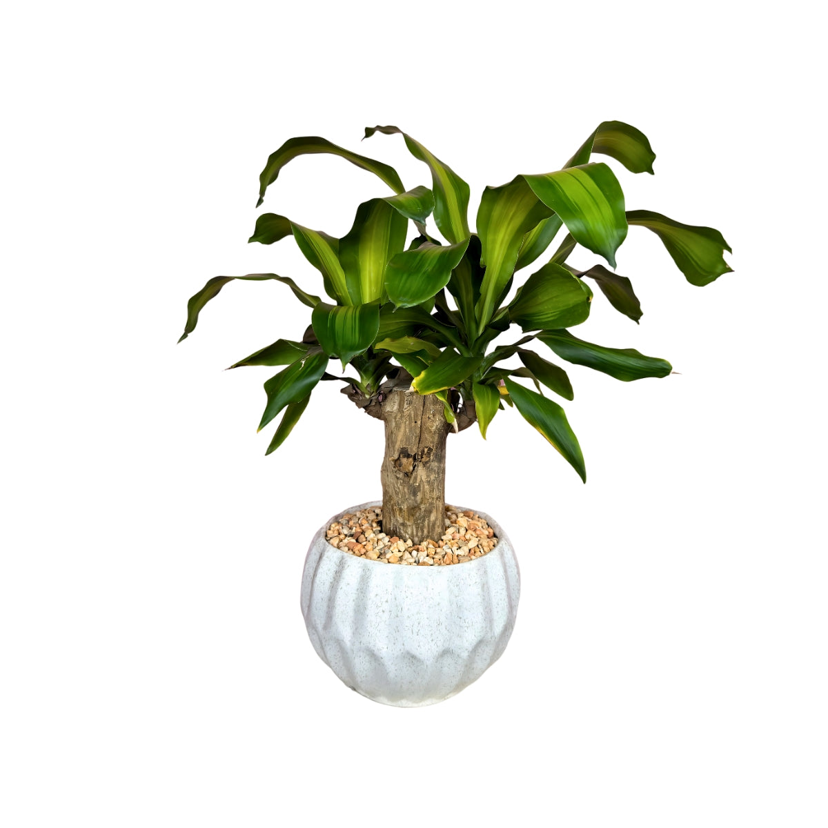 Palo de Brasil ceramica