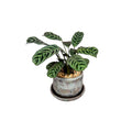 Ceramica con calathea