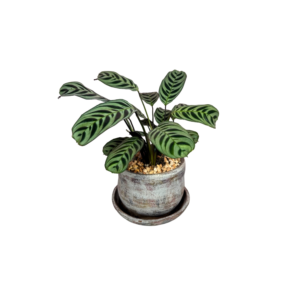 Ceramica con calathea