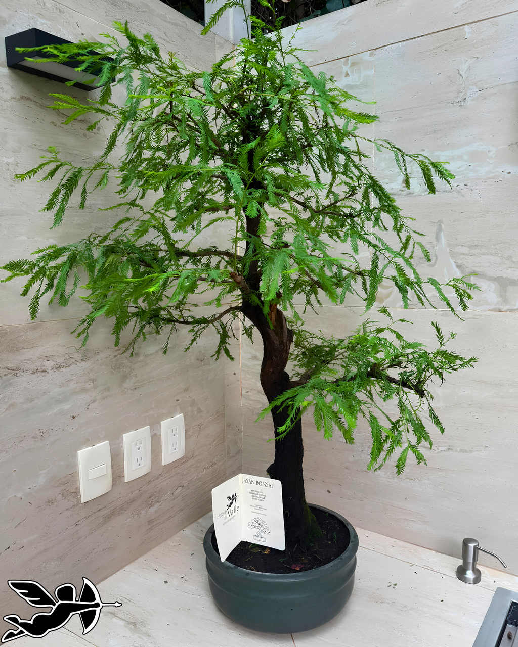 Bonsai Ahuehute colección