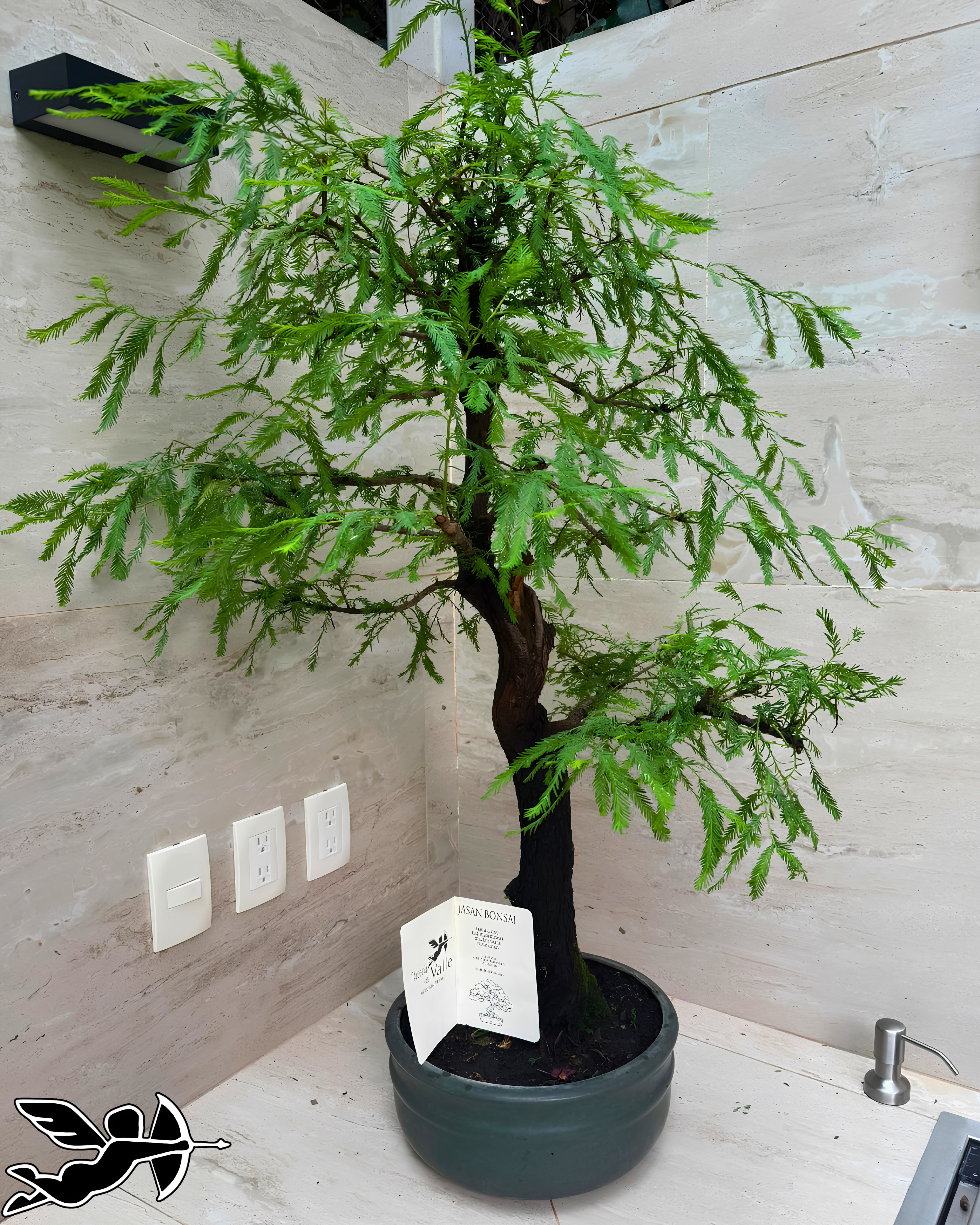 Bonsai Ahuehute colección