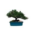Bonsai Junipero