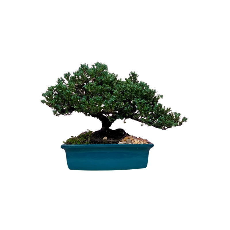 Bonsai Junipero