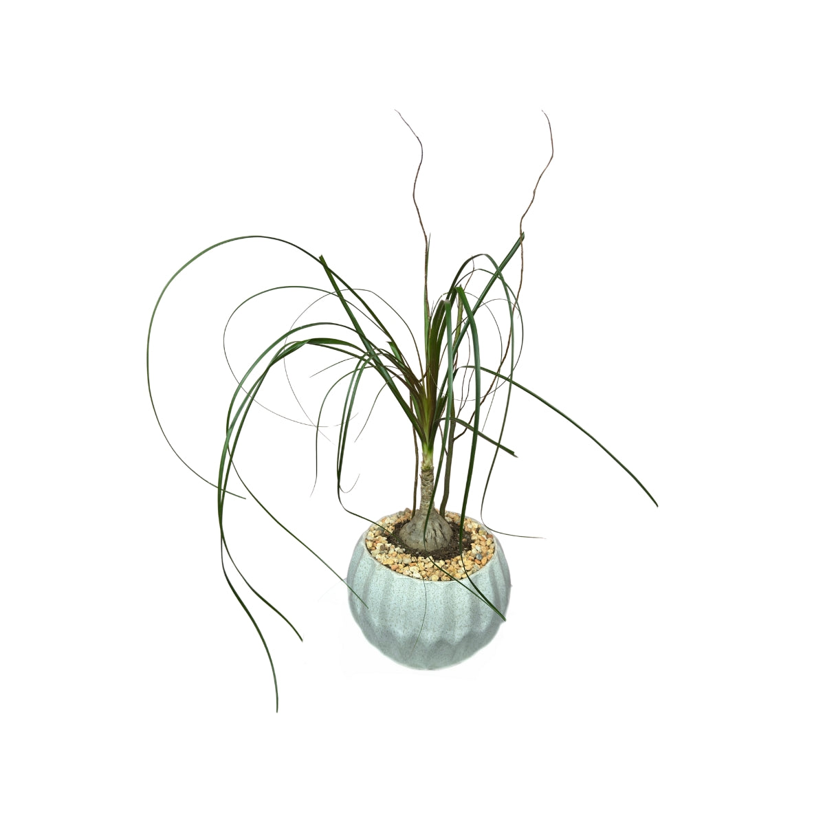 Ceramica con bucarnio