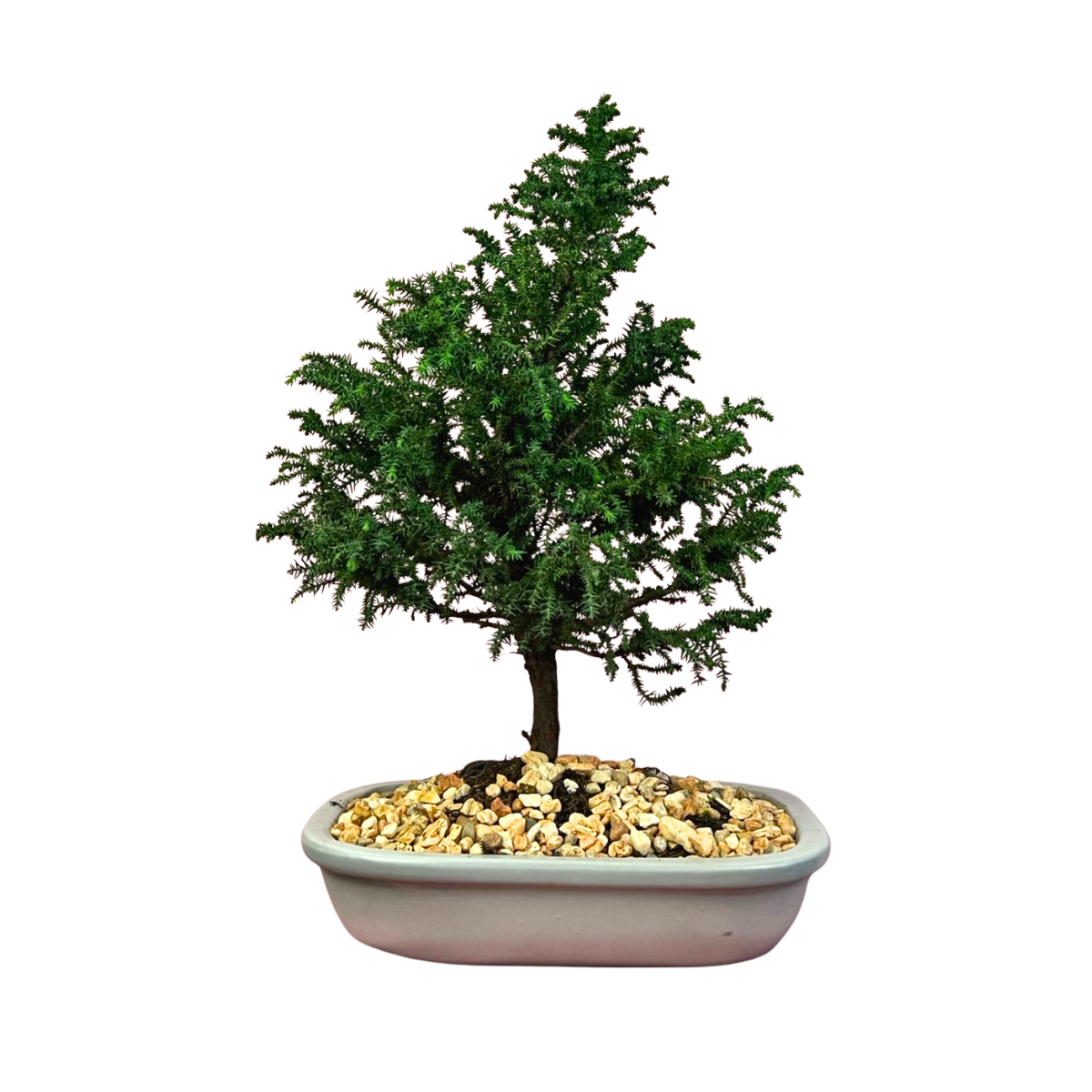 Bonsai Cryptomeria