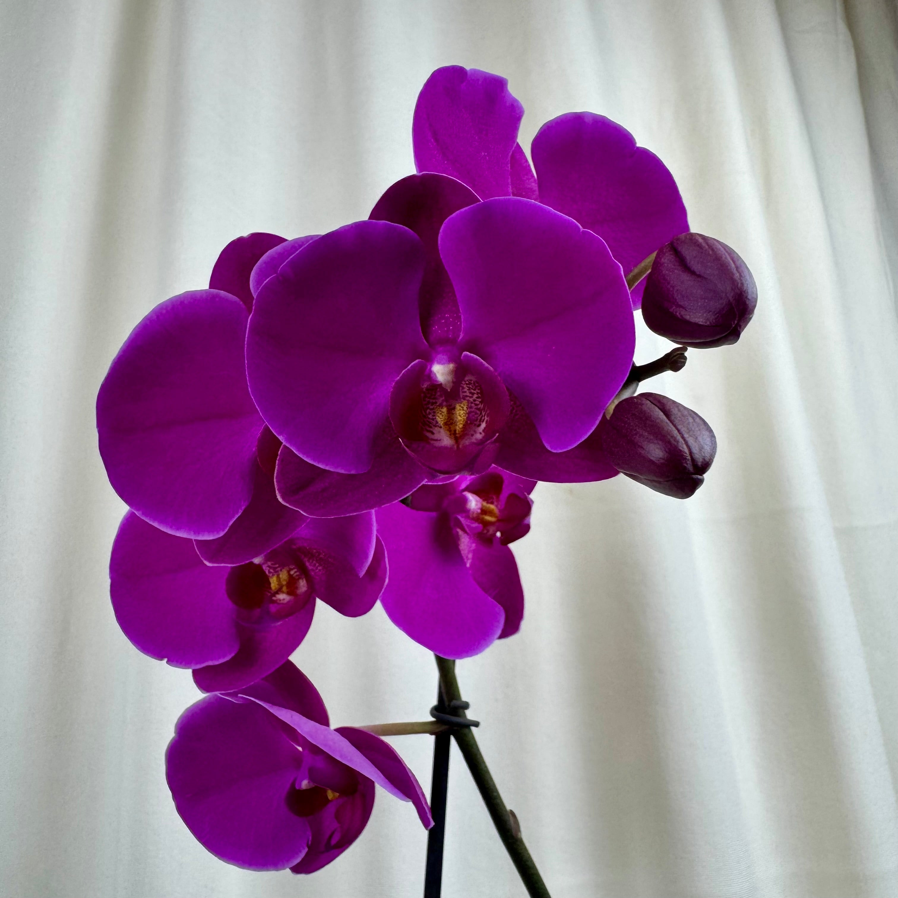 Orquidea cerámica redonda