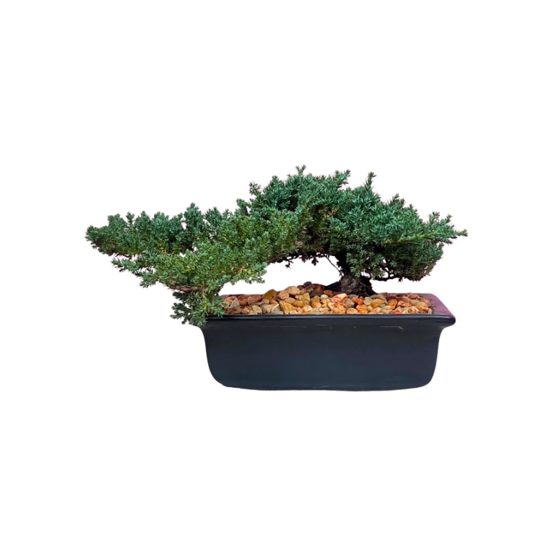 Bonsai Junipero