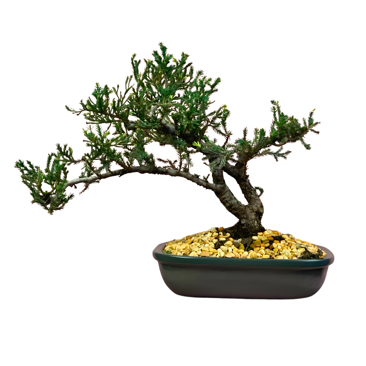 Bonsai Junipero