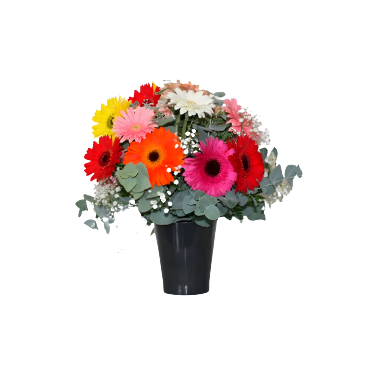 Gerberas Multicolor Chico