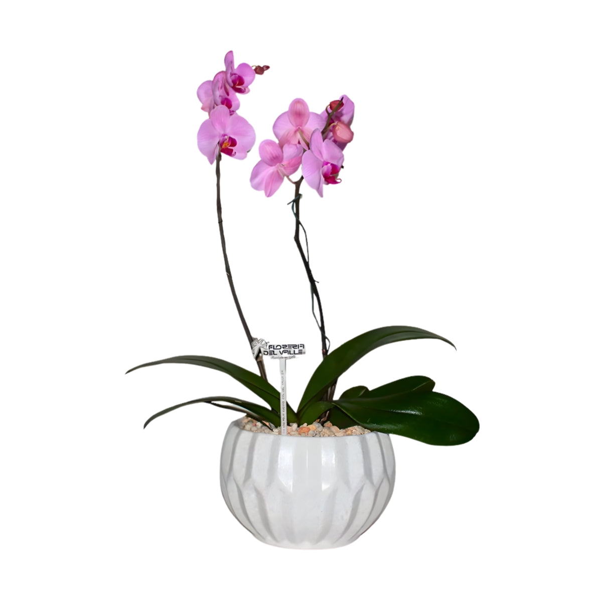 Cerámica Mediana con Orquídeas Phalenopsis
