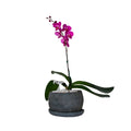 Maceta Chica con Orquídeas Lila