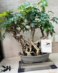 Bonsai Aralia Arborícola colección