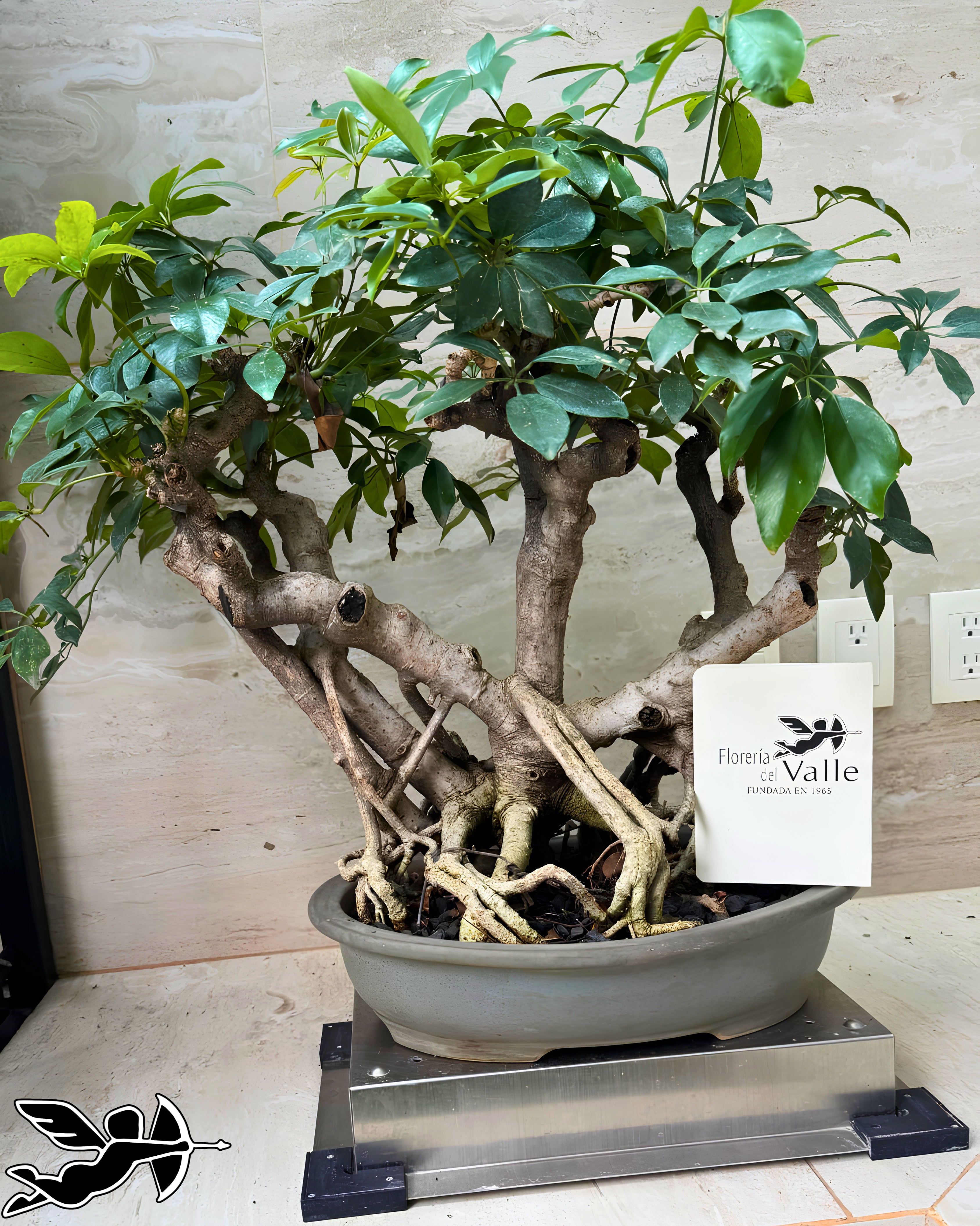 Bonsai Aralia Arborícola colección