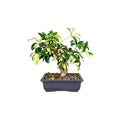 Bonsai Aralia Viñegada 4 años