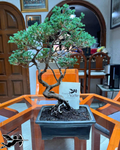 Bonsai Junipero colección