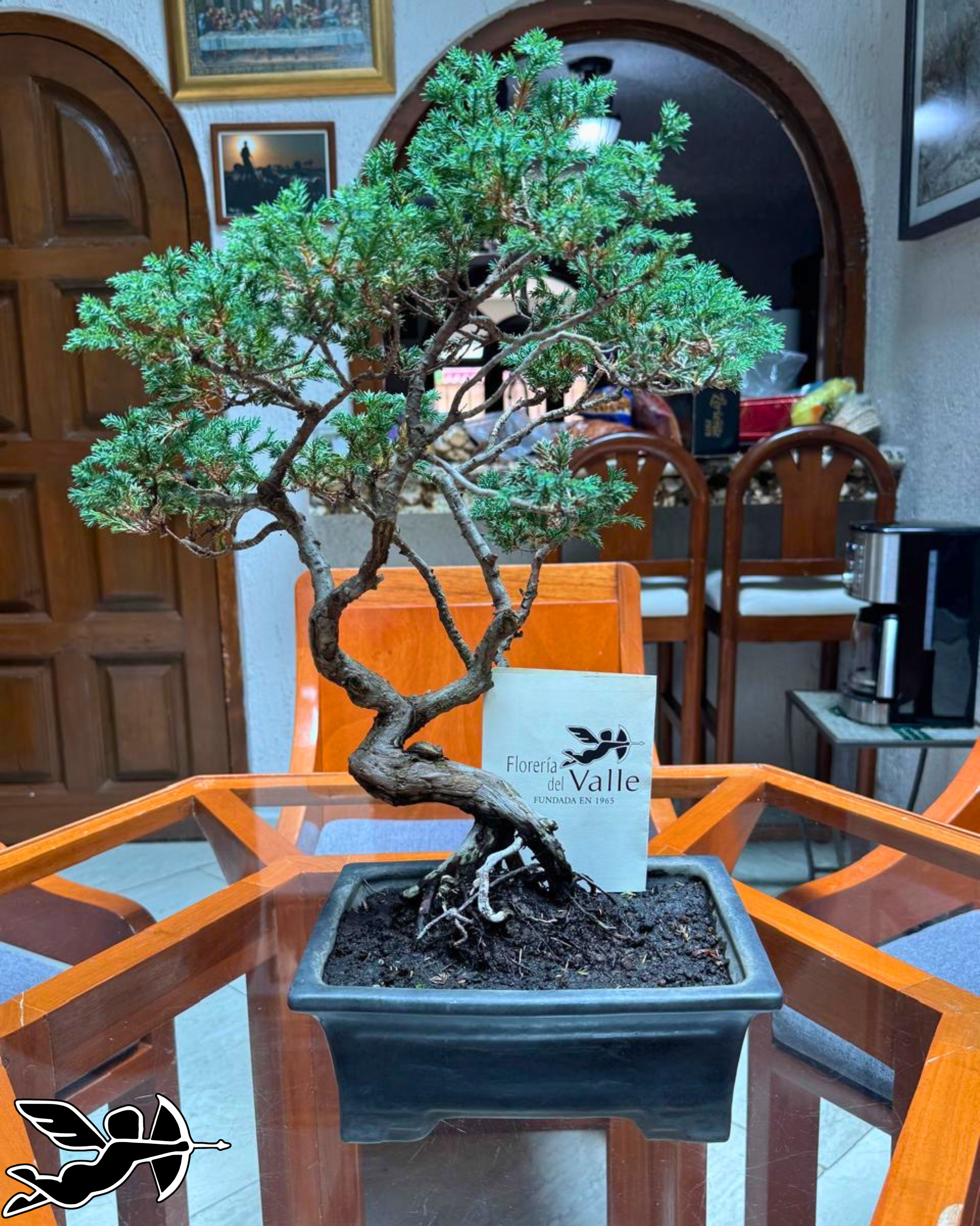Bonsai Junipero colección