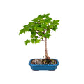 Bonsai Liquidamba