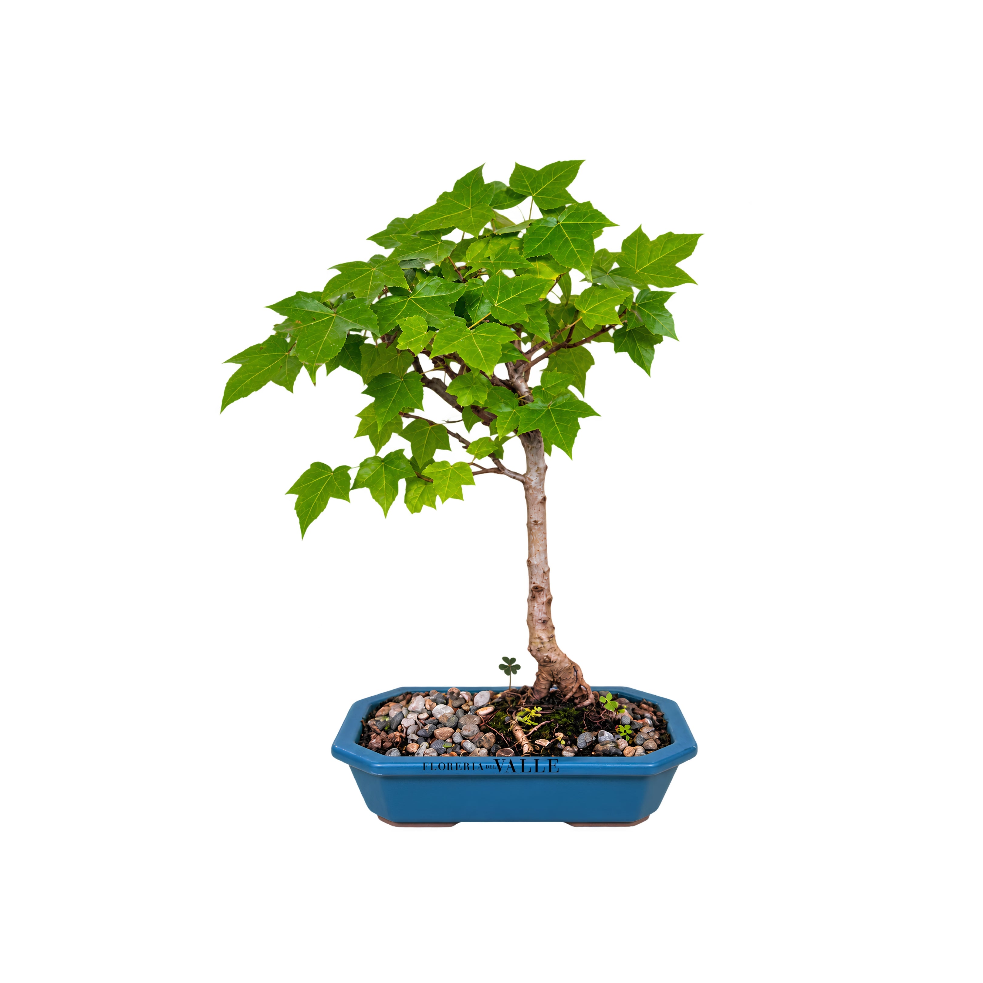 Bonsai Liquidamba