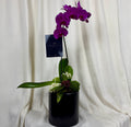 Orquidea cilindro mediano