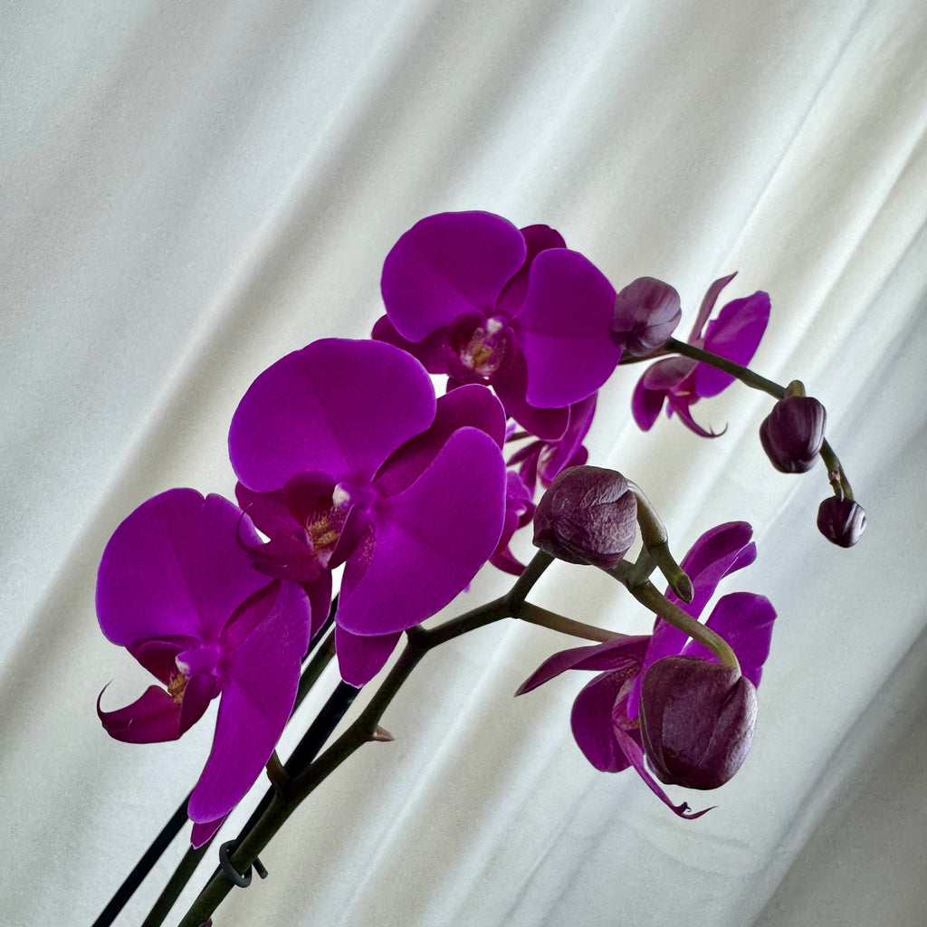 Orquidea cerámica negra mediana
