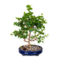 Bonsai Carissa 10 años