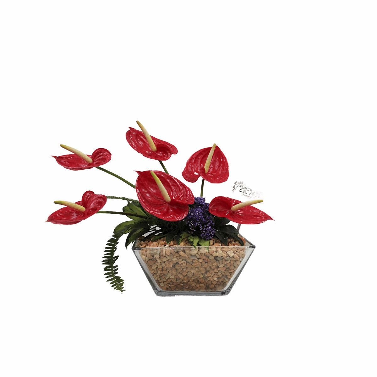 Hielera cristal con  Anturios